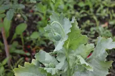 2011_07_03_1424_1.webp