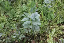 2011_07_15_1534_1.webp