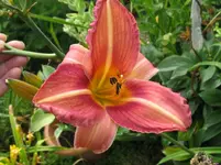 IMG_final touch-fancy colors_1067x800.webp