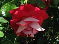 IMG_rose_1067x800.webp