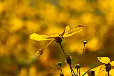 19.7.11 40D 100mm Macro (2 von 10).webp