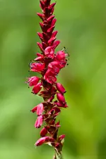 19.7.11 40D 100mm Macro (9 von 10).webp