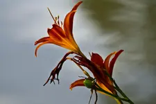 19.7.11 7D 70-200L4 (2 von 28).webp
