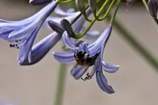19.7.11 40D 100mm Macro (3 von 10).webp