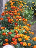 IMG_5538.webp