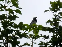Bachstelze067.webp