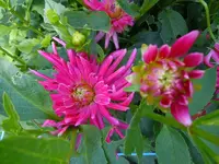 080.webp