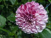 086.webp
