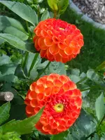 087.webp