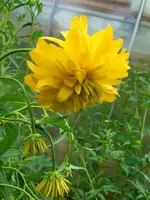 Blüten003.webp