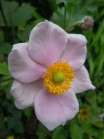 Blüten004.webp