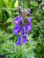 Blüten006.webp
