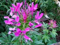 Blüten007.webp