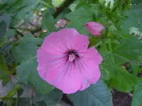 Blüten008.webp