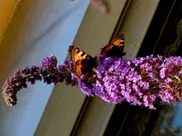 Schmetterlinge033.webp