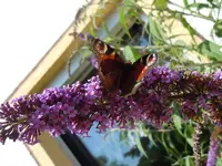 Schmetterlinge035.webp