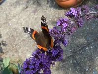 Schmetterlinge036.webp