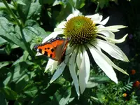 Schmetterlinge037.webp