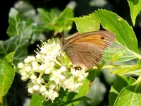 Schmetterlinge038.webp
