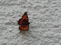 Schmetterlinge039.webp