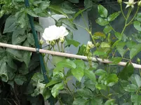 IMG_8466.webp