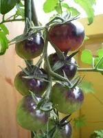 N 424.webp