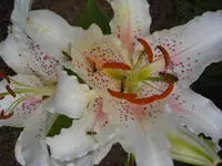 CIMG6605.webp