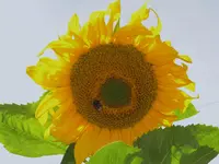 CIMG6773.webp