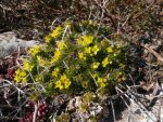 Draba%20aizoides.preview.jpg