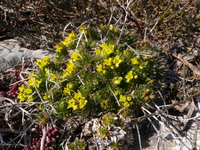 Draba%20aizoides.preview.webp