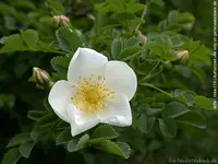 119.webp