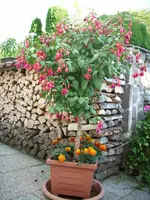 Verwandtentreff 2011 002.webp