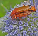 rote weichkäfer.webp
