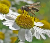 fliege klein.webp