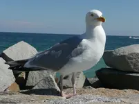 Möwe.webp