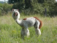 Lama.webp