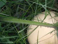 DSCF0883.webp