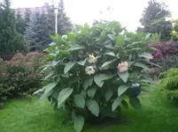 PIC00284.webp