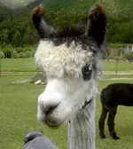 Alpakas v.webp