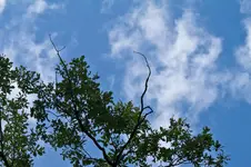 19.7.11 7D 70-200L4 (26 von 28).webp