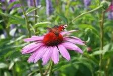 Echinacae mit Schmetterling.webp
