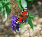 Sommerflieder mit Schmetterling1.webp