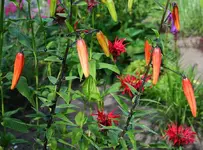 Tigerlilie und Monarde.webp