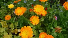 K800_20. Juli 248.webp