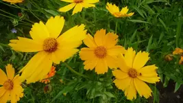 K800_20. Juli 250.webp