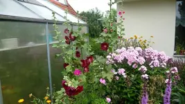 K800_20. Juli 257.webp