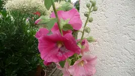 K800_20. Juli 266.webp