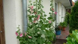 K800_20. Juli 272.webp