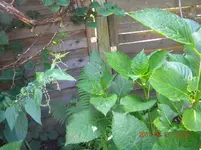 DSCN0613.webp