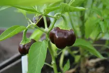 RateChili2.webp
